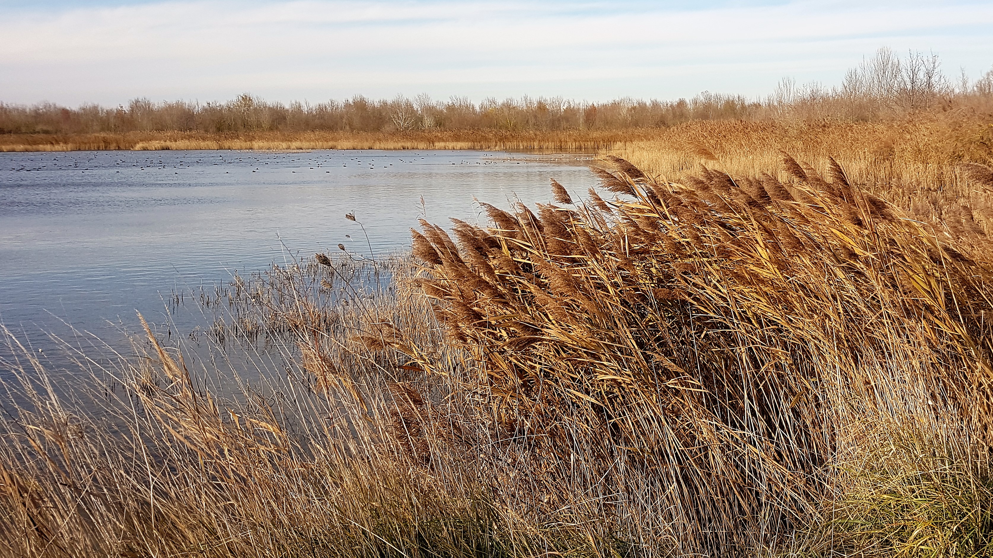 20171202_131955 pond la brussa